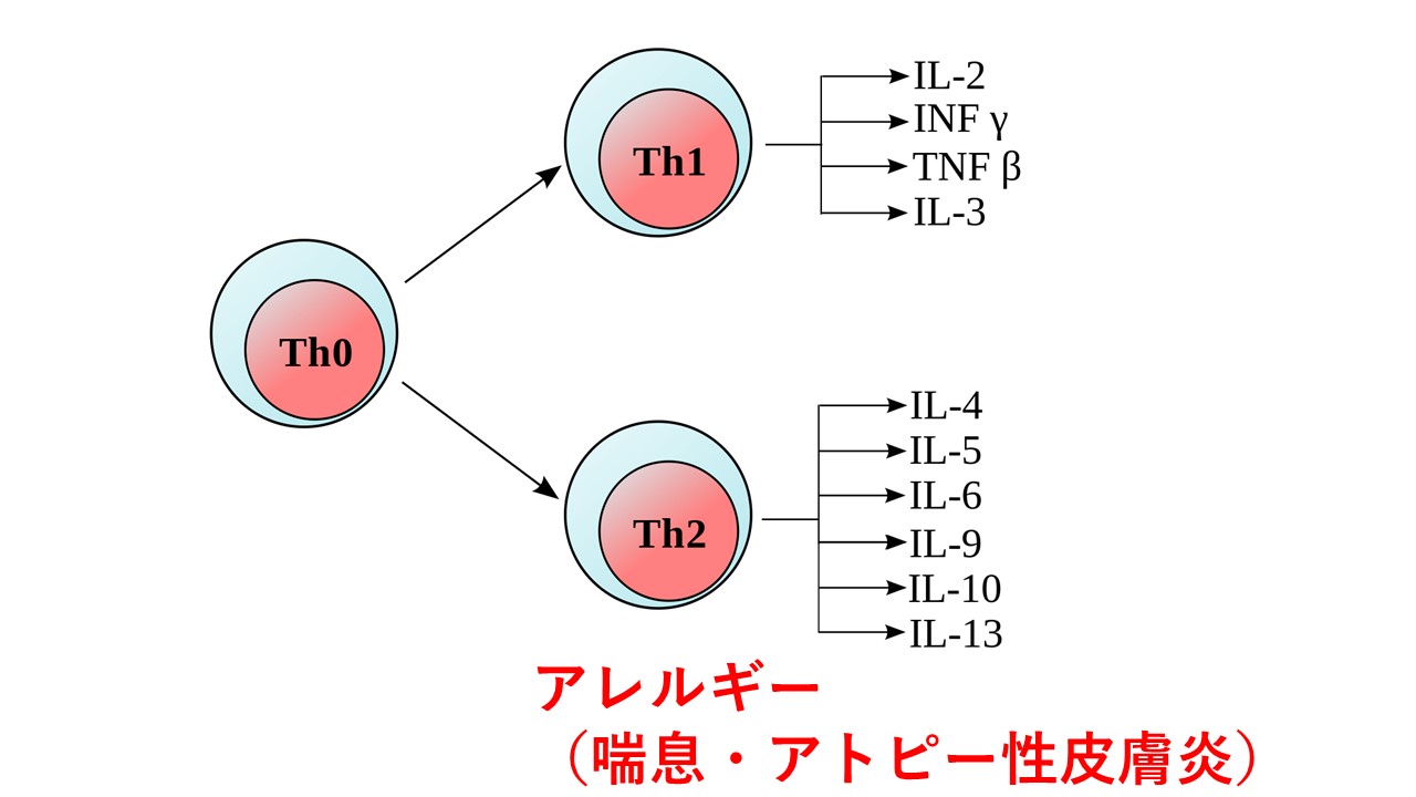 喘息 違い コロナ